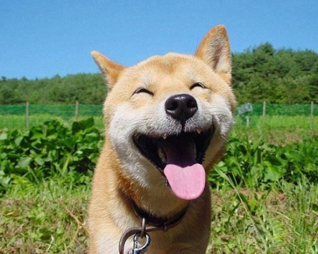 30 самых счастливых животных на Земле (ФОТО)