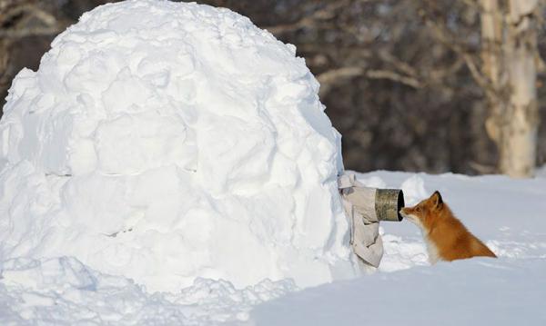 Почему фотограф дикой природы — лучшая работа на свете (ФОТО)