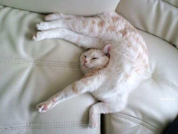 20 фотографий, доказывающих, что коты могут спать где угодно (ФОТО)