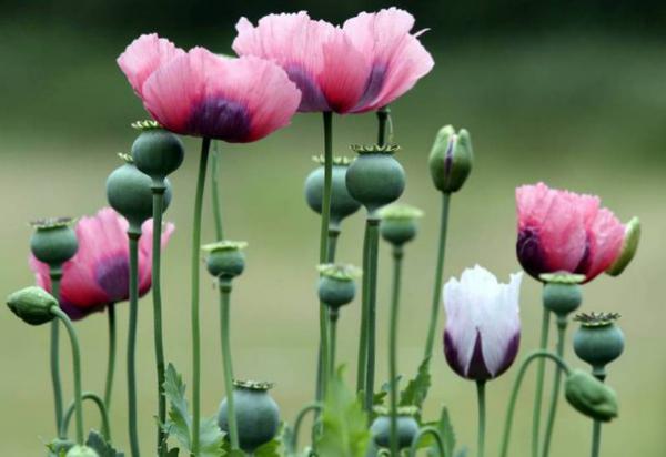 10 самых ядовитых цветов (ФОТО)