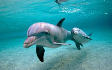 Ученым удалось увидеть человека глазами дельфина (ФОТО)