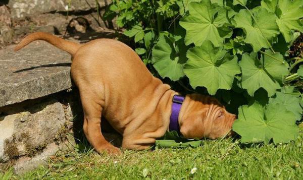 Собаки, спящие в смешных позах (ФОТО)