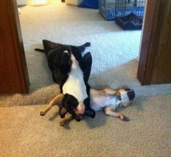 Собаки, спящие в смешных позах (ФОТО)