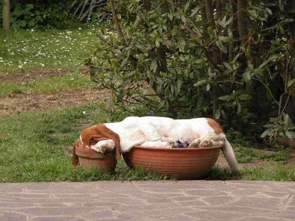 Собаки, спящие в смешных позах (ФОТО)