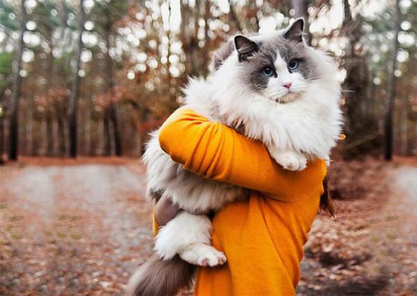 Самые пушистые кошки мира (ФОТО)