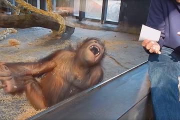 Забавная реакция орангутанга на фокус достойная "Оскара"