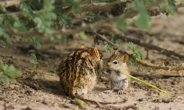 20 моментов, когда животные повели себя совсем как люди (ФОТО)