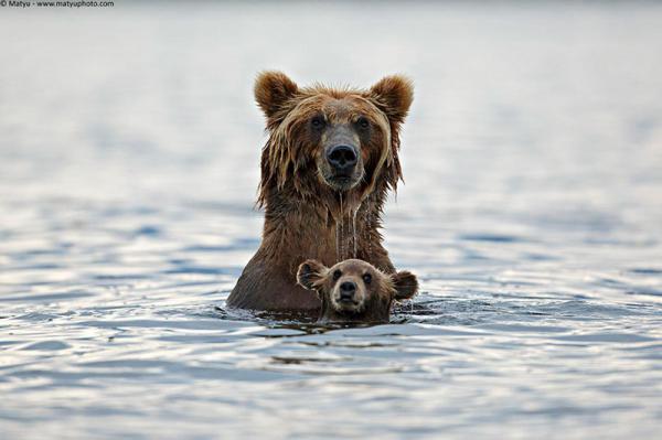 20 моментов, когда животные повели себя совсем как люди (ФОТО)