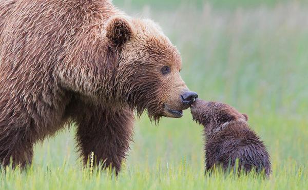 20 моментов, когда животные повели себя совсем как люди (ФОТО)