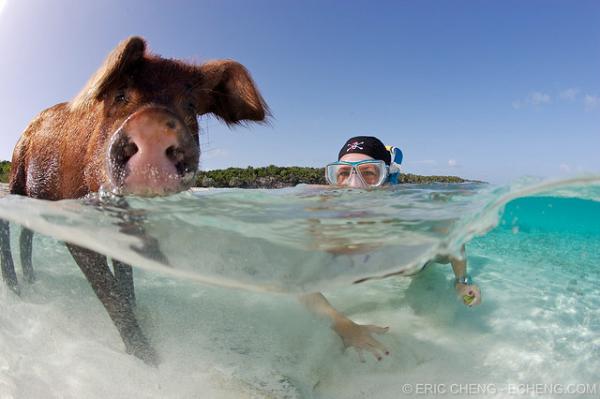 Вокруг света: Остров плавающих свиней на Багамах (ФОТО)