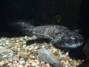 Китайский рыбак обнаружил гигантскую 200-летнюю саламандру (ФОТО)
