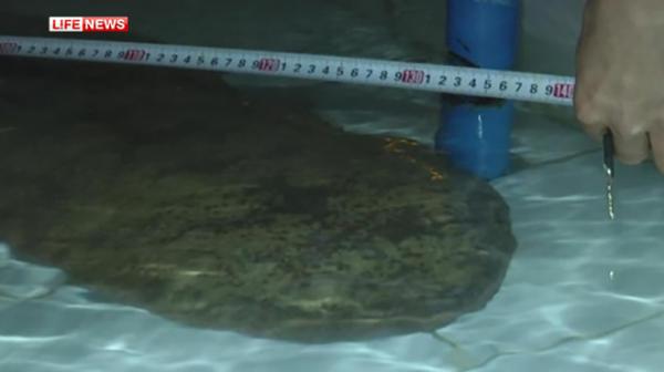 Китайский рыбак обнаружил гигантскую 200-летнюю саламандру (ФОТО)
