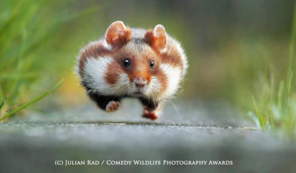 Лучшие работы конкурса смешных фотографий дикой природы (ФОТО)