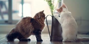 Ученые выяснили, почему кошки пакостят в доме