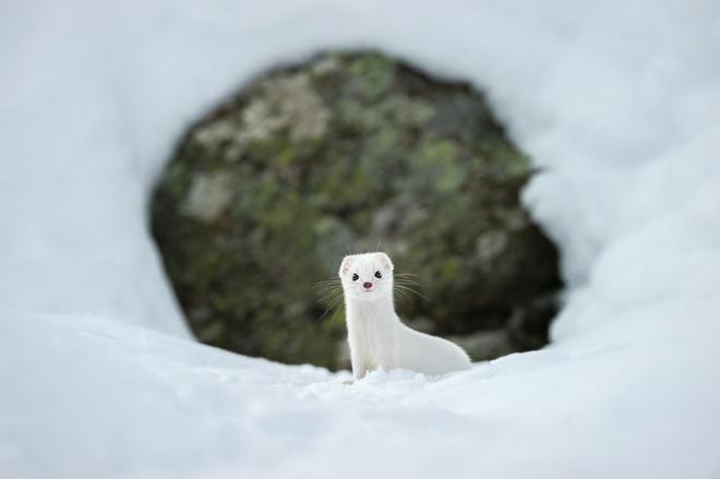 20 лучших фотографий года по версии читателей National Geographic (ФОТО)