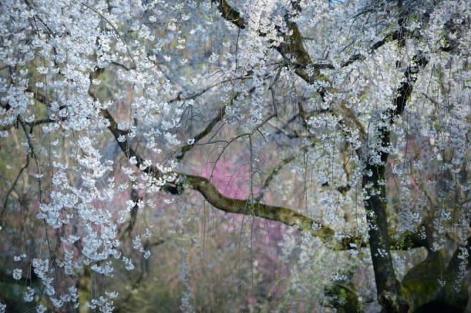 20 лучших фотографий года по версии читателей National Geographic (ФОТО)