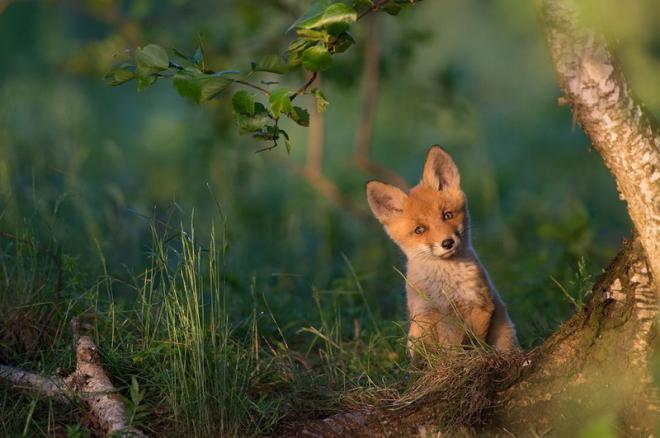 20 лучших фотографий года по версии читателей National Geographic (ФОТО)