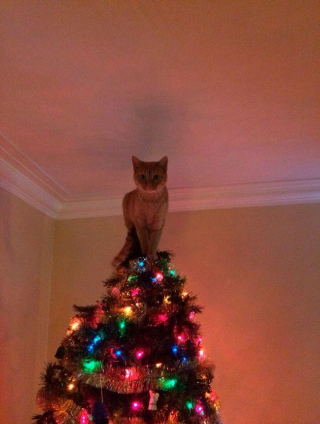 15 кошек, которые любят нарядить новогоднюю елку (ФОТО)