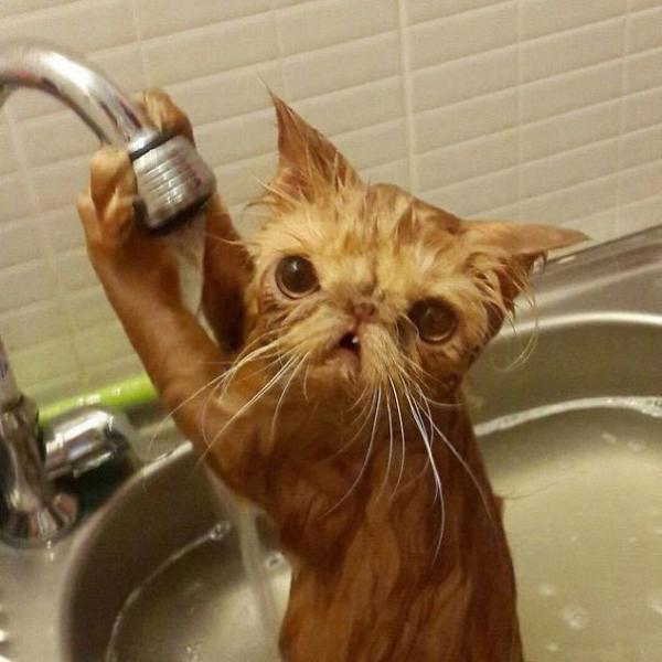 Подборка котов, которые обожают воду (ФОТО)