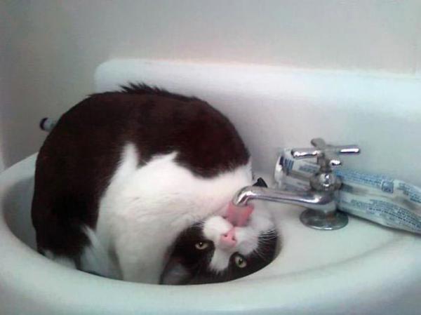 Подборка котов, которые обожают воду (ФОТО)
