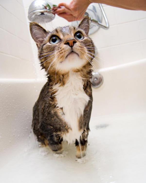 Подборка котов, которые обожают воду (ФОТО)