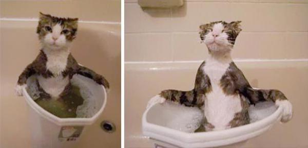 Подборка котов, которые обожают воду (ФОТО)