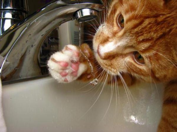 Подборка котов, которые обожают воду (ФОТО)