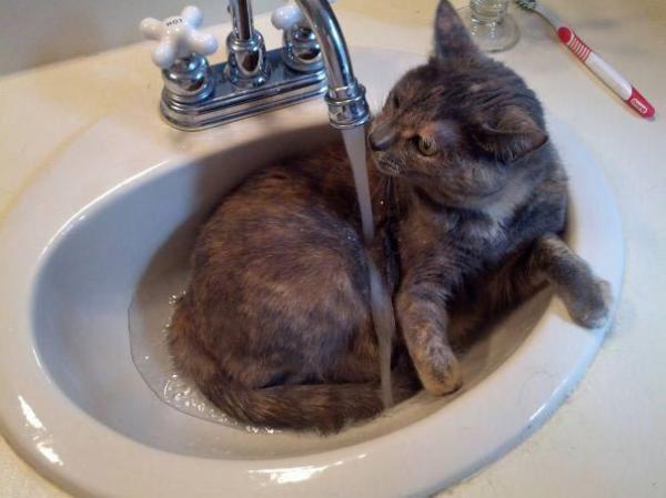 Подборка котов, которые обожают воду (ФОТО)