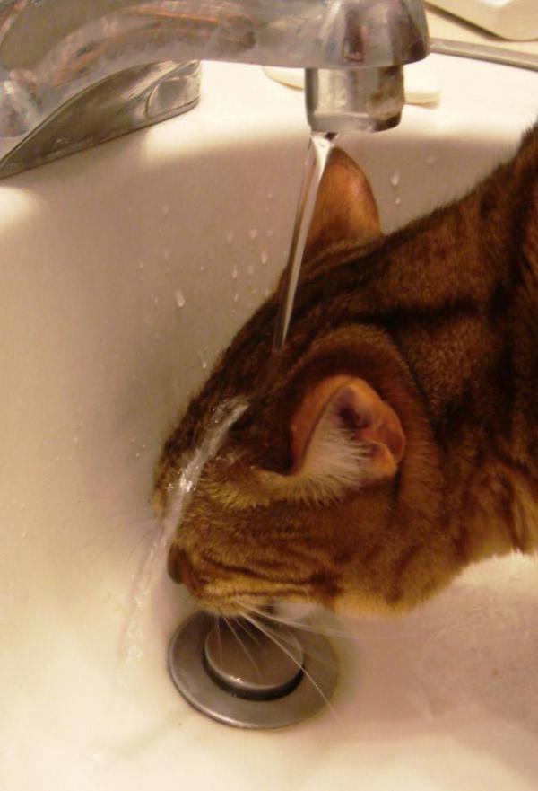 Подборка котов, которые обожают воду (ФОТО)