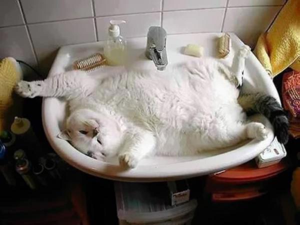 Подборка котов, которые обожают воду (ФОТО)