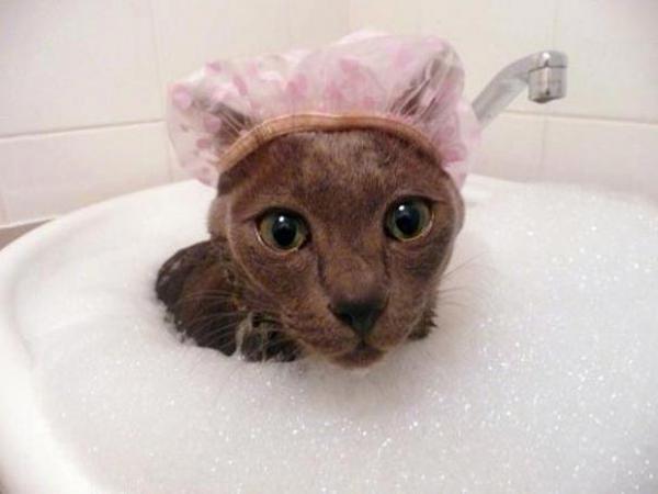 Подборка котов, которые обожают воду (ФОТО)