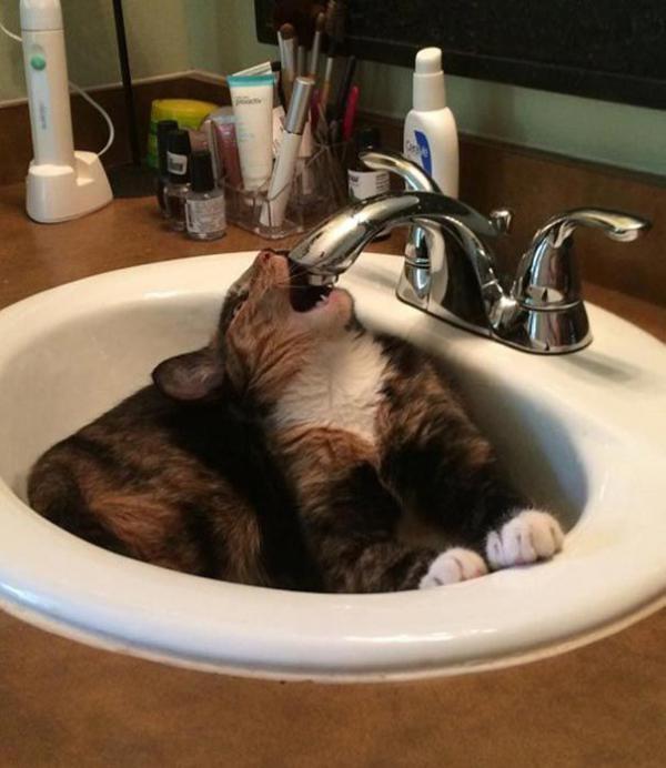 Подборка котов, которые обожают воду (ФОТО)