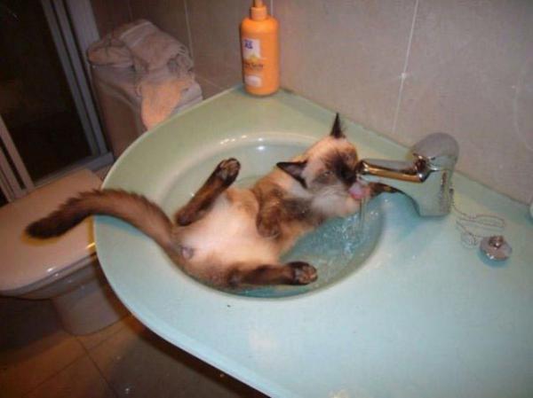 Подборка котов, которые обожают воду (ФОТО)