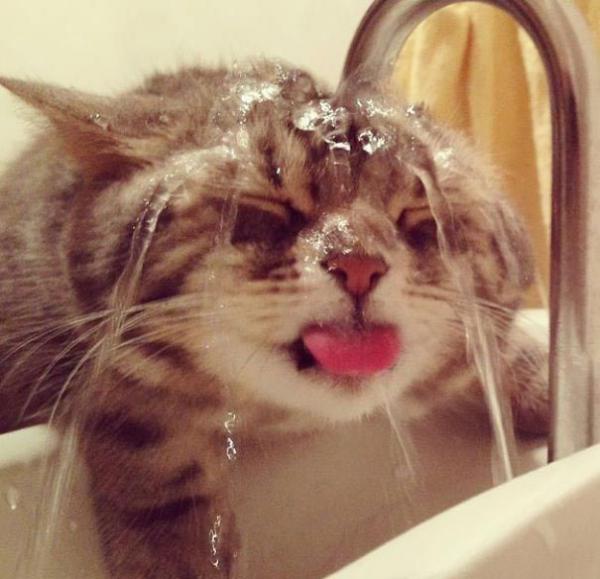 Подборка котов, которые обожают воду (ФОТО)
