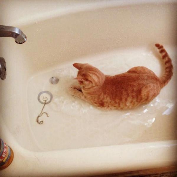 Подборка котов, которые обожают воду (ФОТО)