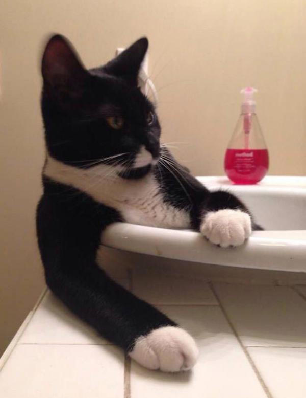 Подборка котов, которые обожают воду (ФОТО)