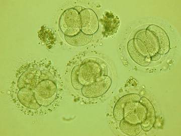 Американские ученые нашли новый способ создания эмбрионов