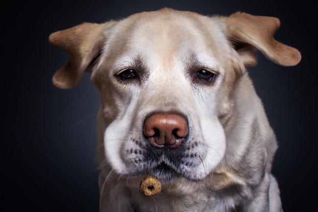 12 собак, которые обожают лакомство (ФОТО)