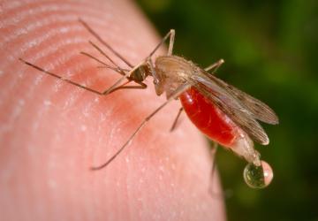 В Киеве три человека умерли от малярии