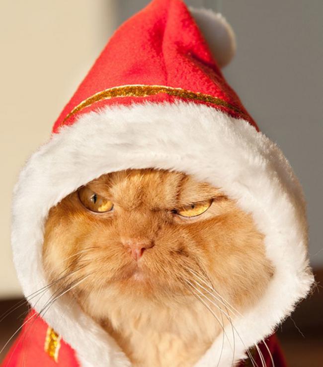 20 кошек, которые определенно хотят убить своего хозяина (ФОТО)