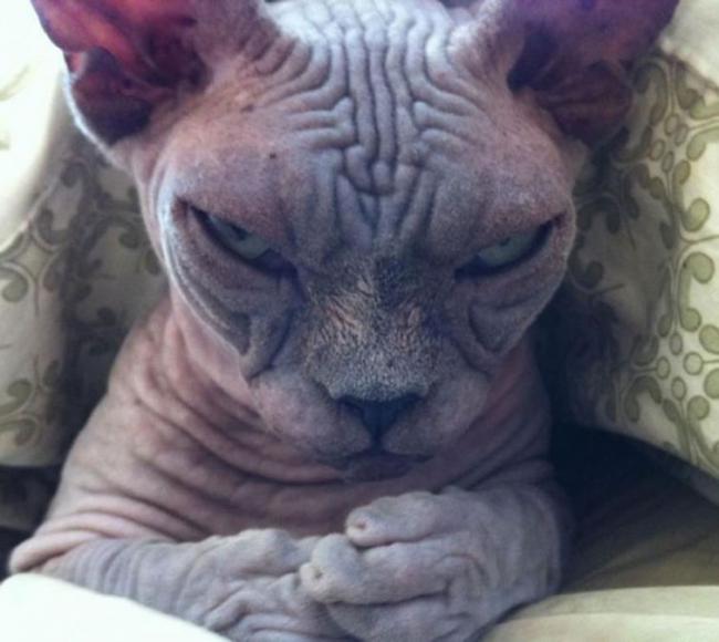 20 кошек, которые определенно хотят убить своего хозяина (ФОТО)