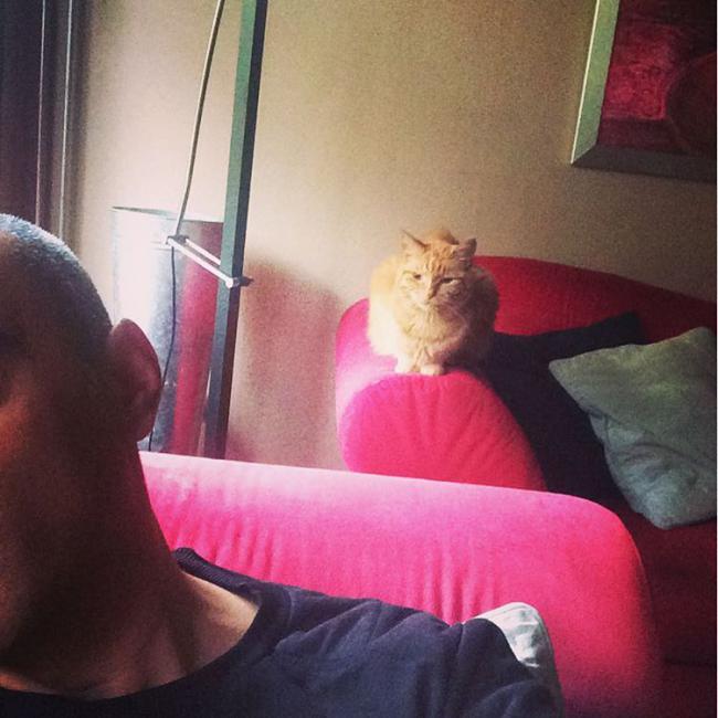 20 кошек, которые определенно хотят убить своего хозяина (ФОТО)