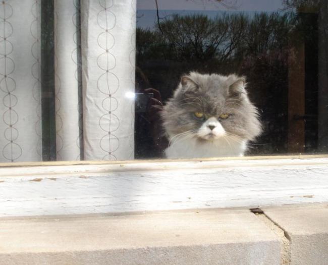 20 кошек, которые определенно хотят убить своего хозяина (ФОТО)