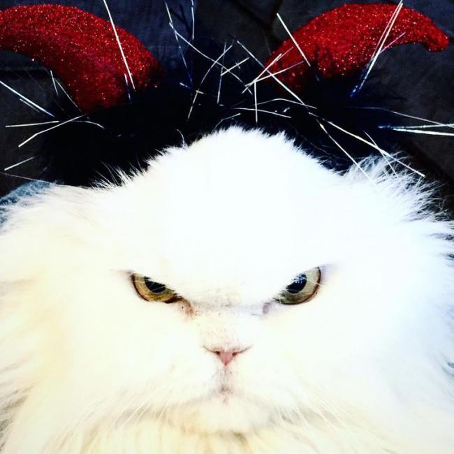 20 кошек, которые определенно хотят убить своего хозяина (ФОТО)