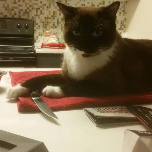 20 кошек, которые определенно хотят убить своего хозяина (ФОТО)