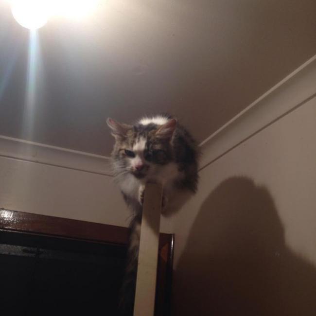 20 кошек, которые определенно хотят убить своего хозяина (ФОТО)