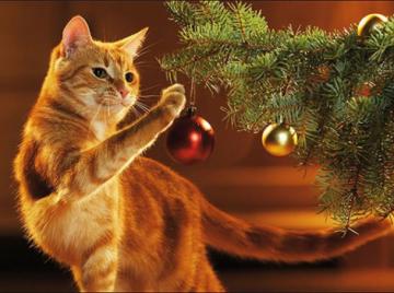 Ученые выяснили, почему коты любят ронять новогодние елки