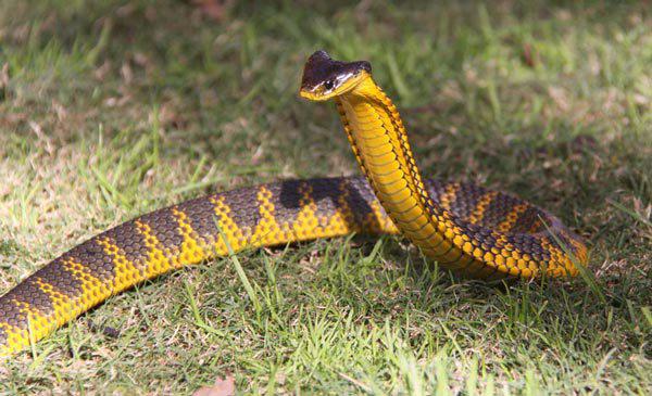 10 самых опасных змей на планете (ФОТО)