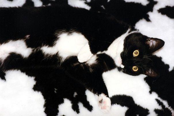 25 котов, которые умеют маскироваться (ФОТО)