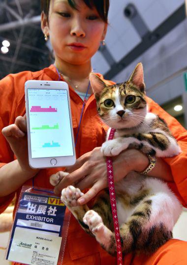 Японцы научились разговаривать с животными (ФОТО)